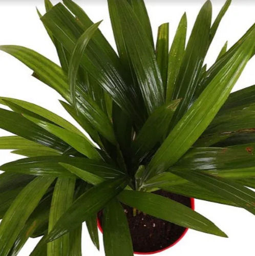 Beautiful Green And Nature Areca Palm Plant For Air Purifying