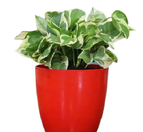 Nature Beautiful Split Leaf Money Plant For Home And Office