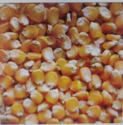 Multicolor Yellow Maize 