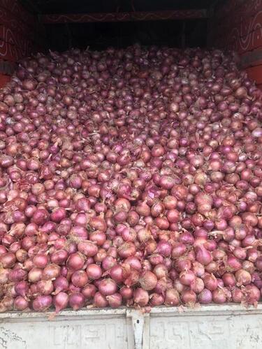 Indian Origin Hand Picked A Quality Red Onion