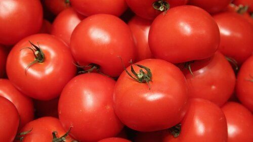 Indian Origin Naturally Grown Fresh Red Tomato for Cooking Use