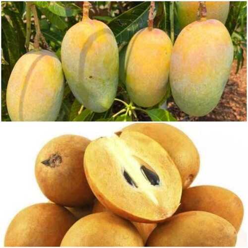 A Grade Organic Fresh Mango And Chiku Fruits