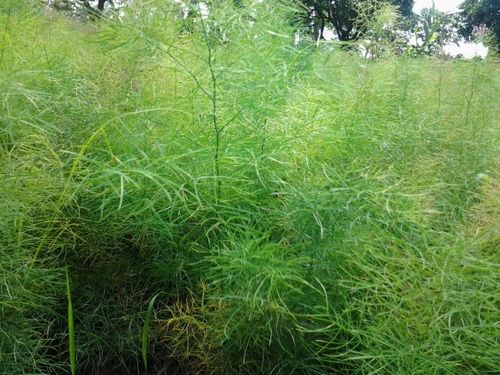 Fresh Herb Non-Toxic Open-Air Storage Nepali Shatavari Plants For Promoting Digestion
