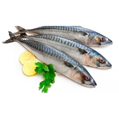 Frozen mackerel fish