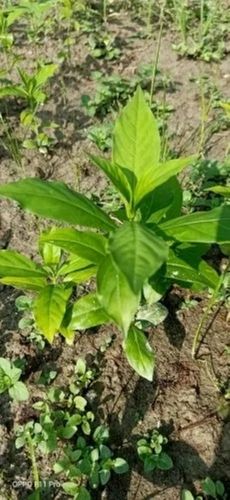 Zero Side Effects Leaf Form Sarpagangha Medical Plant Age Group: For Adults