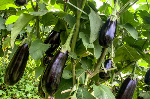 Fresh Organic Brinjal Vegetables, High In Carbohydrates