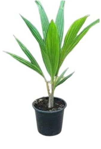 Green 2 Feet Natural Long Leaves Well Drained Medium Moisture Coconut Plant