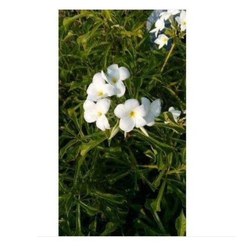 2 Feet Natural Short Leaves Well Drained Flower Champa Garden Plant