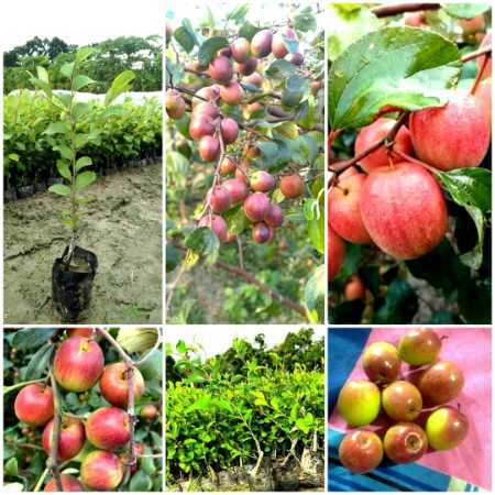 Red Easy To Grow Apple Ber Plant