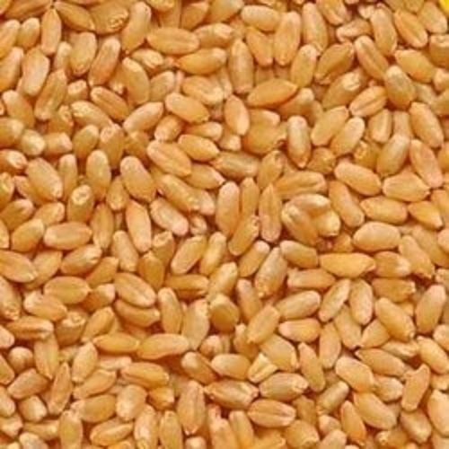 A-Grade 99%Pure 14.5%Moisture 1%Foreign Particles Hard Plain Organic Wheat Grains