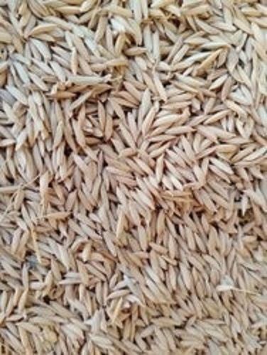 A-Grade Common Cultivated Small Piece Edible Hybrid Fresh Paddy Seeds Admixture (%): 6.4%