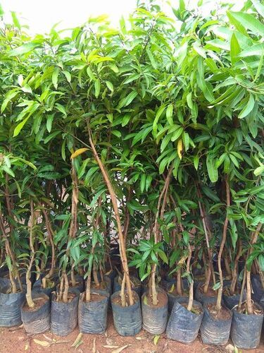 Full Sun Exposure And Fertilizer Amrapali Mango Fruit Plant