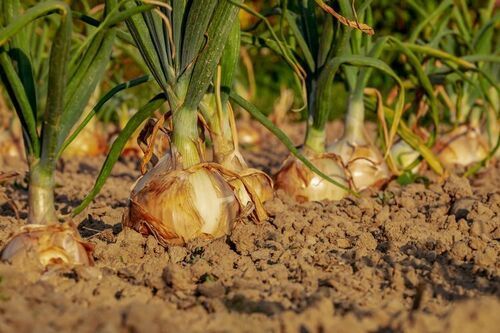 Vegetables Efficacy: Feed Preservatives