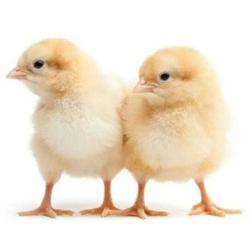 Chicks