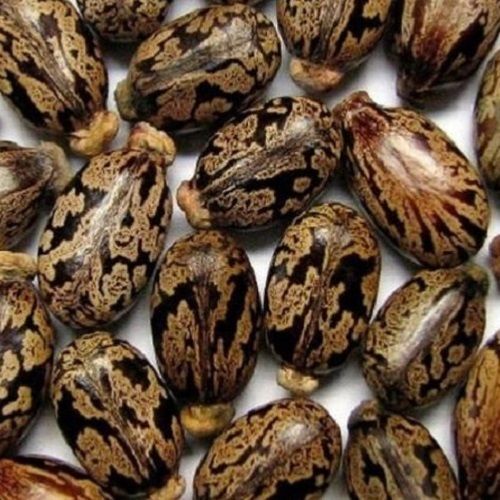 High Ingredients Polished Dried Organic Natural Hybrid Castor Seeds Admixture (%): 2