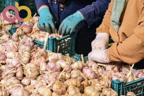 Nutritious Natural Fresh Garlic