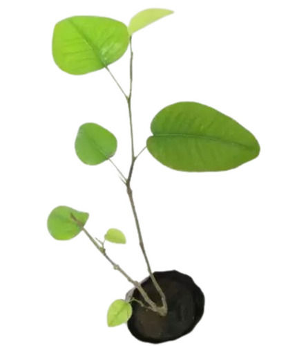 Green 2 Feet Short Leaves Natural Fine Grained Sandalwood Plant