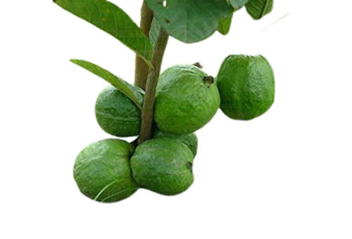 Green 3 Feet Natural Long Stem Short Leaves Organic Guava Plant