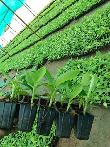  गार्डन और नर्सरी के लिए हरे रंग का केले का पौधा