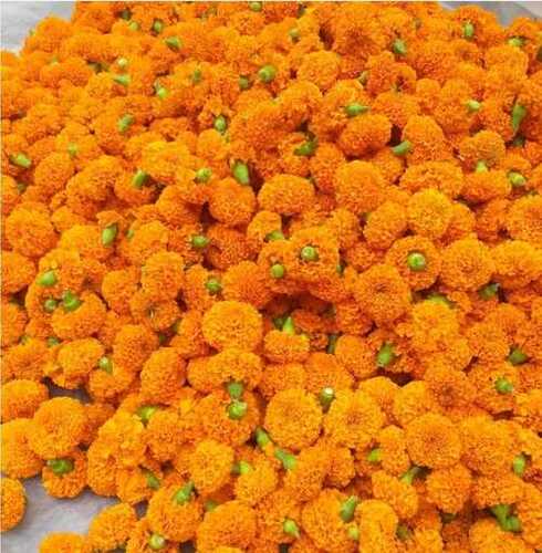 Organically Harvested Fresh Orange Color Mari Gold Flower For Worship Or Decoration Application: Industrial