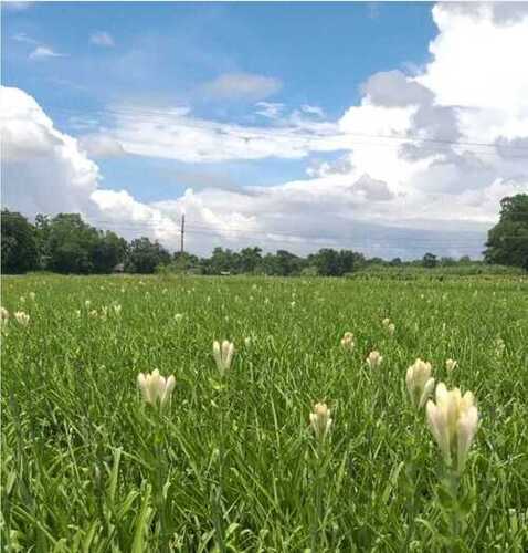 Organically Harvested White Night Queen Flower For Gift Or Decoration Application: Industrial