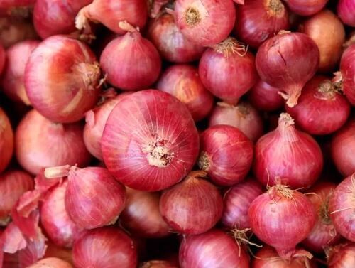 Pure And Natural A Grade Spherical Shape Raw Fresh Onion  Moisture (%): 9.3%