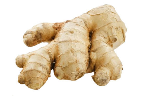 Pure And Natural Commonly Cultivated Farm Fresh Ginger Or Fresh Adrak Moisture (%): 84.6%