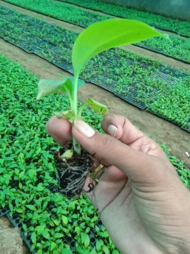 Small Size Green Color Natural Banana Plant For Garden