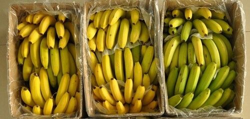 100% Fresh Ethylene Ripen Banana Fruit For Human Consumption
