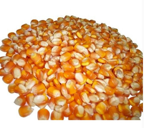 Gray 95% Pure A Grade Maize Seeds With 20% Moisture For Agriculture