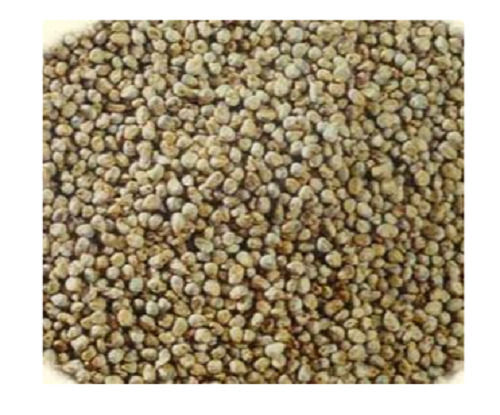 Common Cultivated Hybridge Rabbi Season Bajra Seeds  Admixture (%): 5%