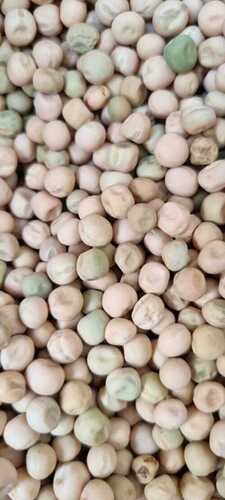 High Yield GS10 Dry Pea Seeds For Agriculture