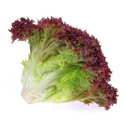 Pesticide Free Fresh Broccoli For Salad, 1 Week Shelf Life