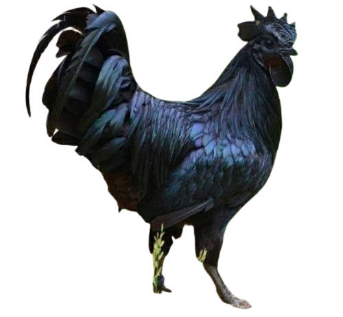 3 Kilogram 1.5 Month Old Live Kadaknath Chicken 