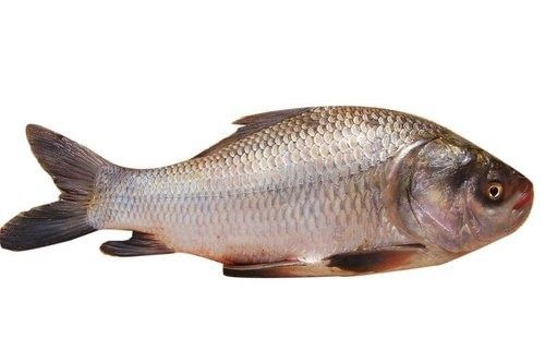 Automatic Healthy And Nutritious Rich In Protein Whole Large Dry Rohu Fish Sea (540 Gram)