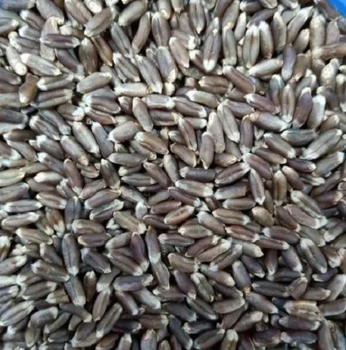 High Ingredients Natural Edible Hybrid Organic Dried Wheat Seed 