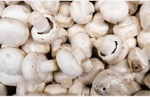 White Indian Origin Raw Crimini Frozen Mushrooms