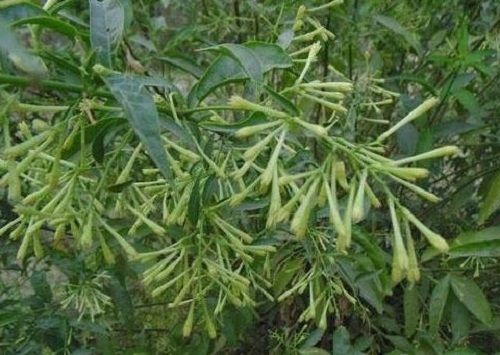 Natural And Healthy Raat Ki Rani Flowering Plant For Home And Garden