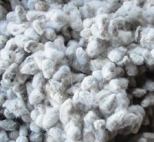 Natural Harvested Soft Cotton Seed