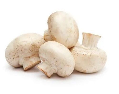 Organic Cultivated Fresh Without Root Mushroom