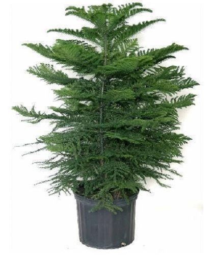 Premium Quality Artificial Christmas Trees For Home Decoration