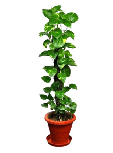 Small Money Plant For Home And Office With Freshness