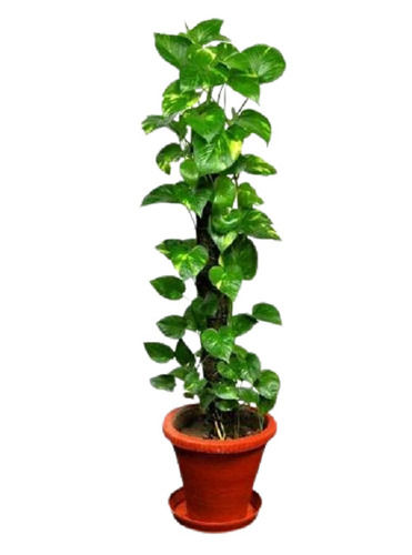 Green Money Plant For Home And Office