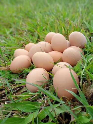 organic brown eggs