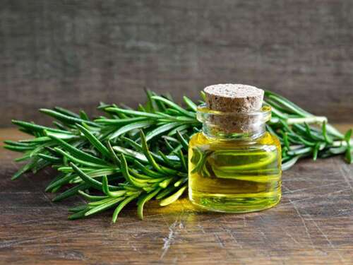 Rosemary Oil with Anti-Inflammatory and Pain-Relieving Properties