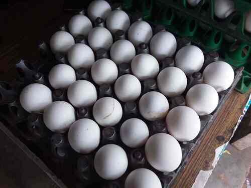 White Farm Fresh Chicken Poultry Eggs
