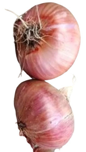 86% Moisture Conical Shape Raw Processing Natural Healthy Onion