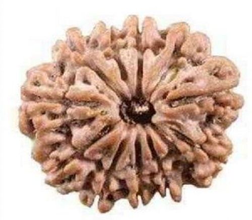 20 Mm Extract From Dried Seeds 11 Mukhi Rudraksha