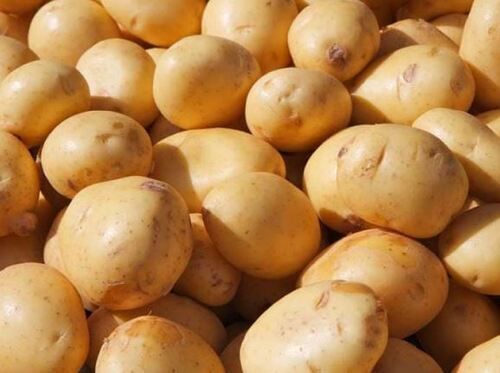 A Grade and Indian Origin Pure Raw Fresh Whole Potato