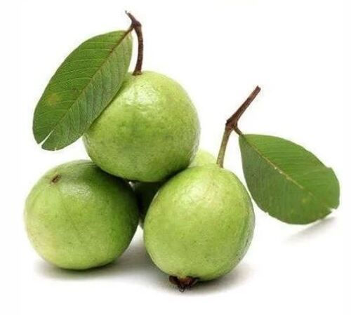 Fresh And Pure Commonly Cultivated Non Glutinous Sweet Guava